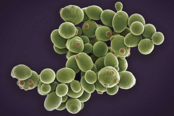 Дрожжи Saccharomyces cerevisiae