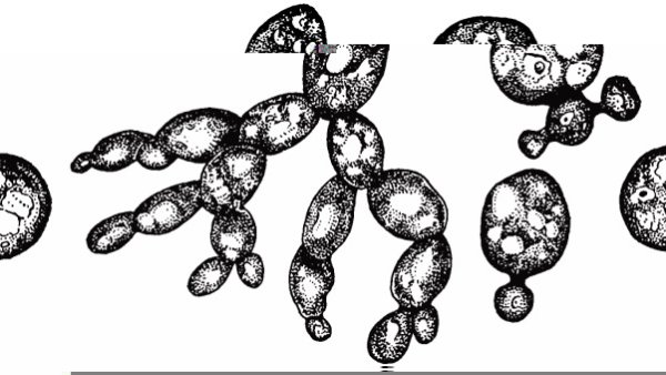 Размножение дрожжей почкованием