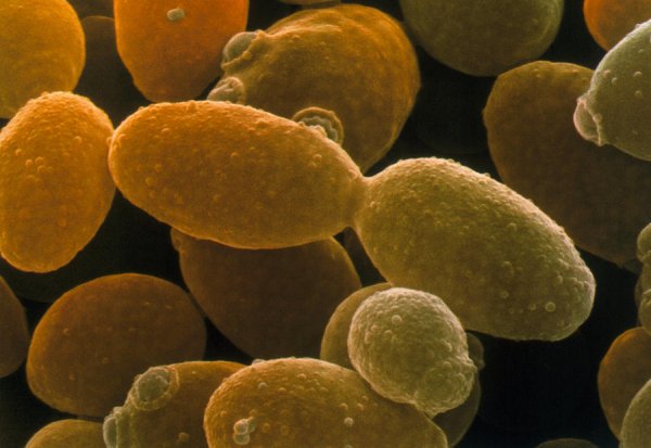 Дрожжи Saccharomyces cerevisiae