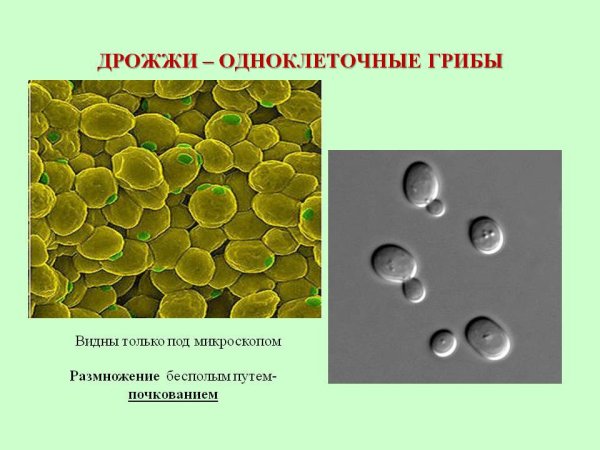 Одноклеточные грибы дрожжи