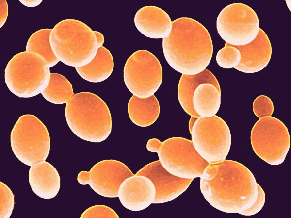 Штамм Saccharomyces cerevisiae