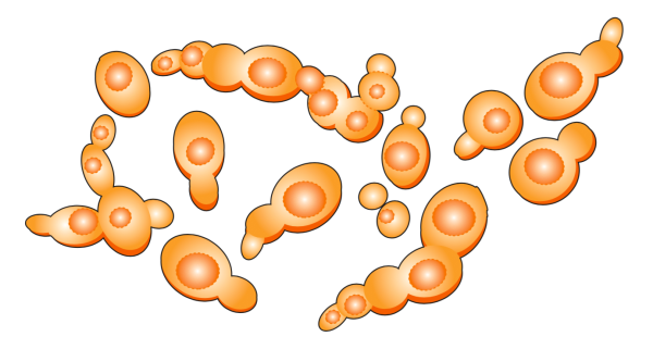 Saccharomyces cerevisiae размножается