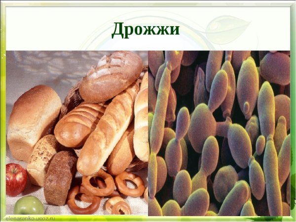 Одноклеточные грибы дрожжи