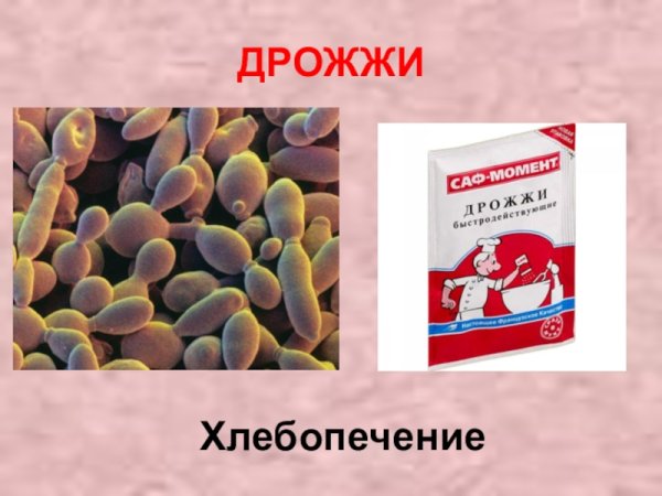 Дрожжи в хлебопечении