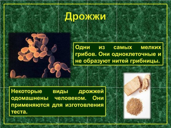 Одноклеточные грибы дрожжи
