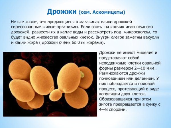 Плесневые одноклеточные грибы дрожжи