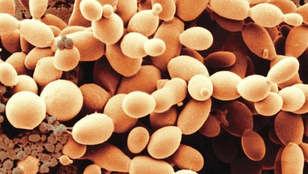 Пекарские дрожжи Saccharomyces cerevisiae