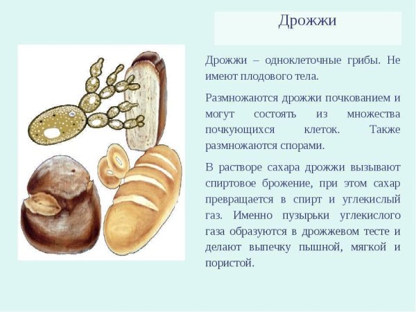Дрожжи строение гриба биология 5 класс