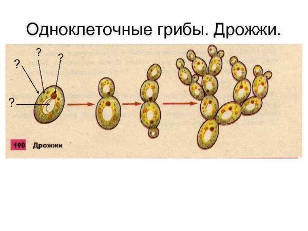 Строение дрожжей грибов