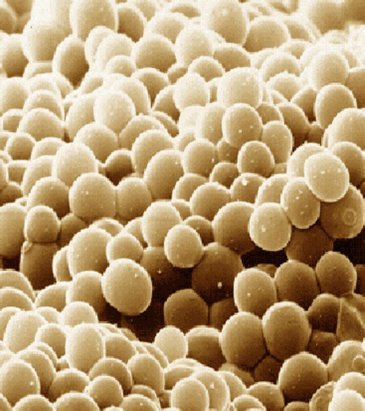 Saccharomyces cerevisiae грибы