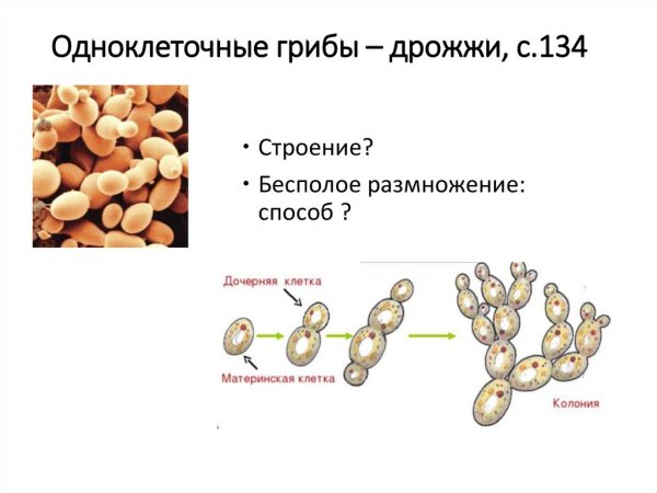 Пекарские дрожжи Saccharomyces cerevisiae