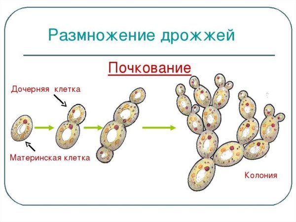Дрожжи презентация