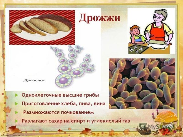 Одноклеточные грибы дрожжи