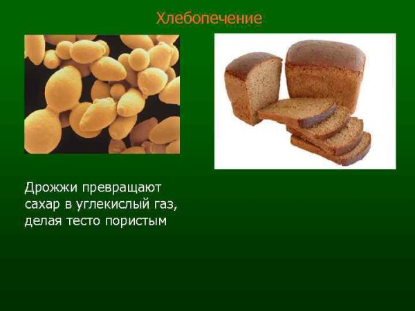 Почкование это в биологии дрожжи