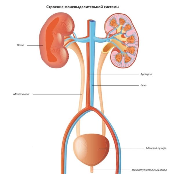 Расположение мочевыделительная система анатомия