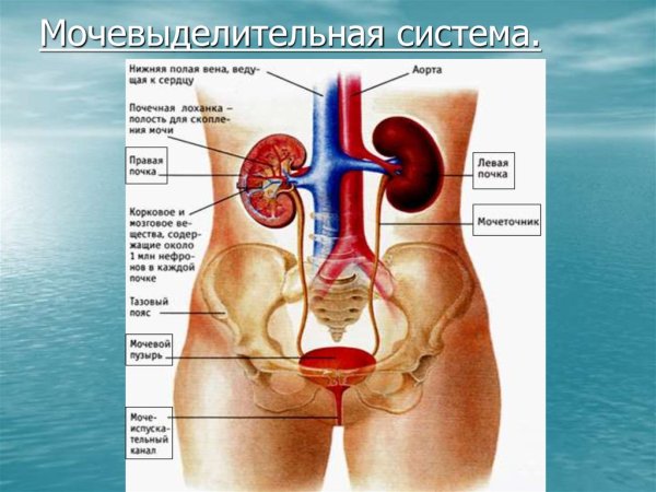 Строение и функции мочевыделительной системы схема