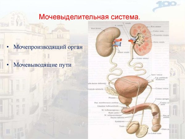 Почки мочевыделительная система анатомия человека строение