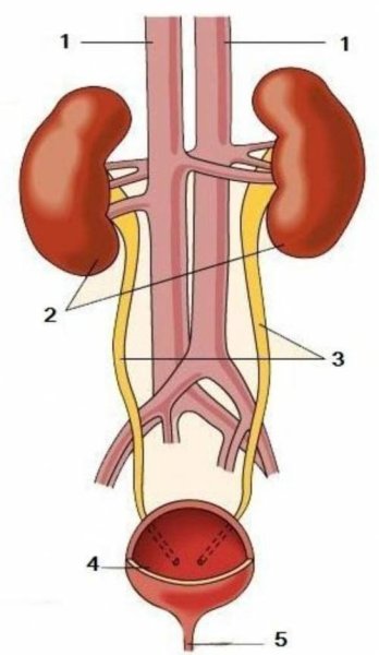 Строение выделительной системы человека схема