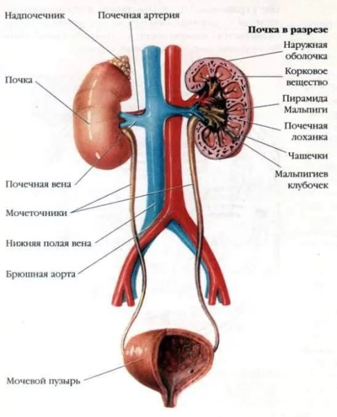 Мочевая выделительная система