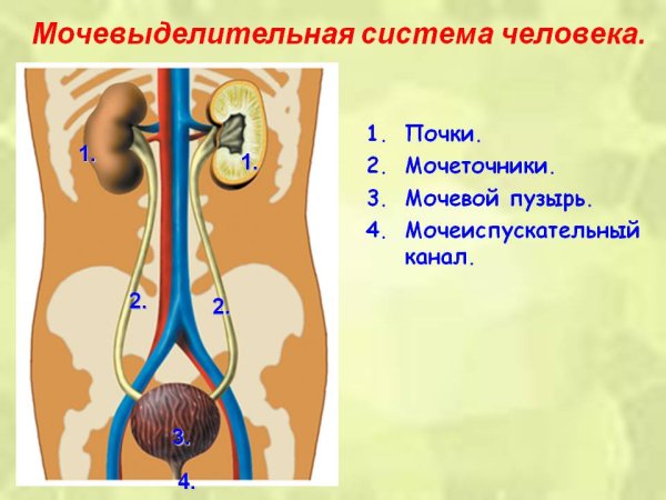 Выделительная система строение почки