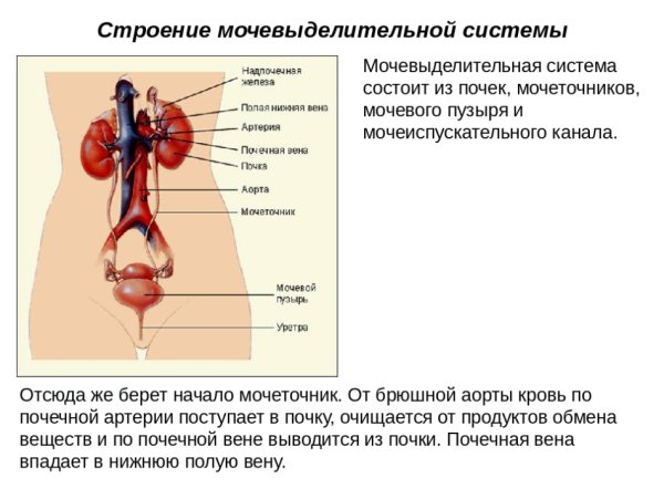 Органы выделительной системы человека схема