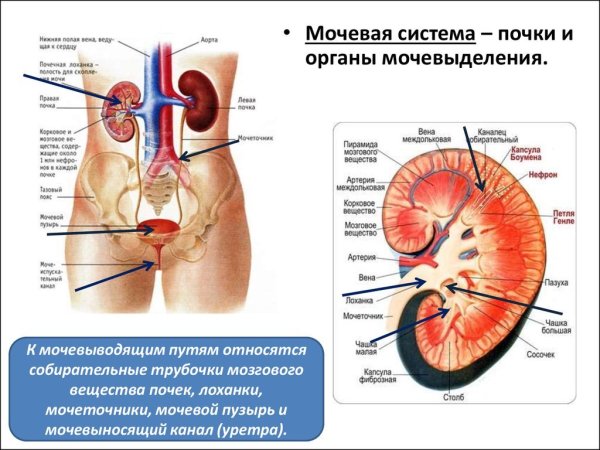 Система органов мочевыделения рис 115