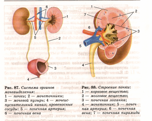 Органы выделительной системы мочевой пузырь