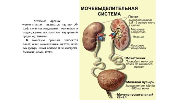 Строение мочеиспускательной системы