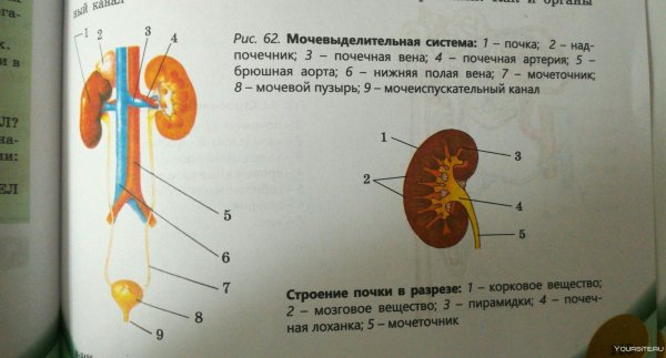 Строение мочевыделительной системы