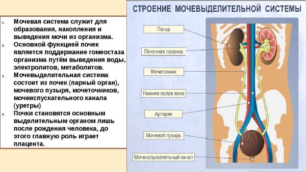 Мочеточник мочевой пузырь строение и расположение