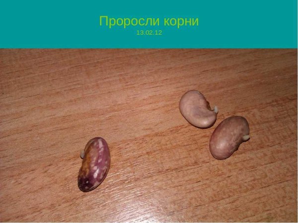 Прорастить семена фасоли
