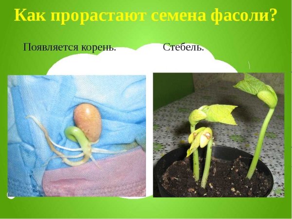 Проросмтание семени фасоли
