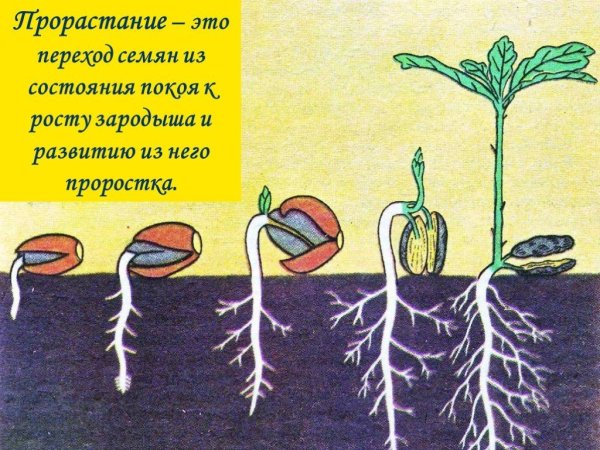 Семена фасоли прорастание семян