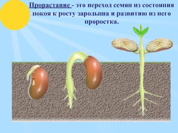 Этапы прорастания семян фасоли