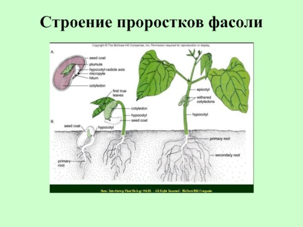 Строение проростков цветковых растений