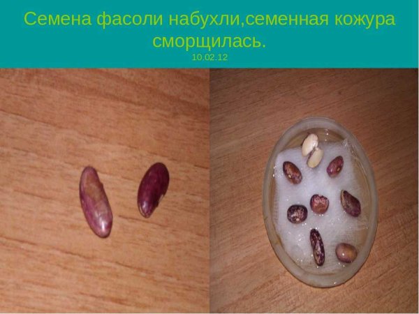 Семена фасоли прорастание