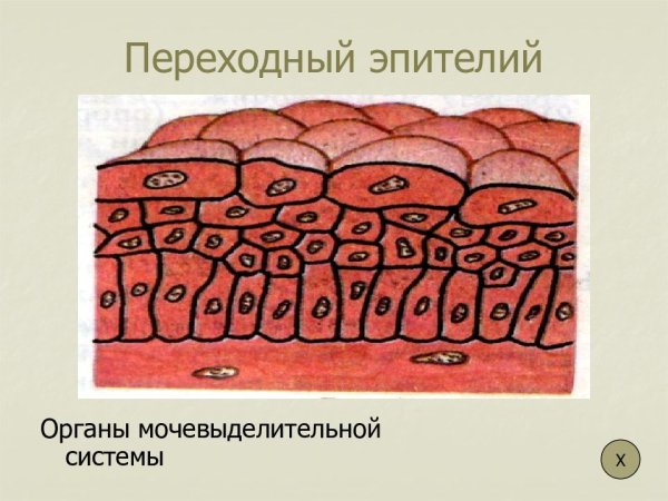 Однослойный многорядный переходный эпителий