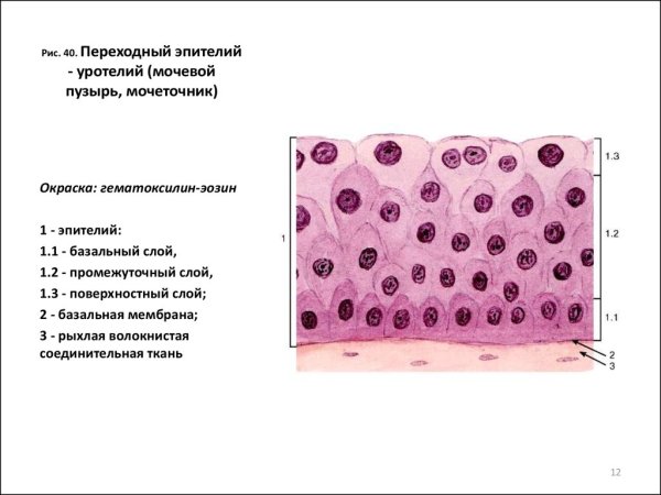 Многослойный переходный эпителий мочевого пузыря функции