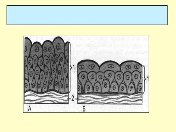 Эпителиальная ткань переходный эпителий