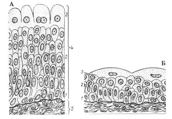Схема многослойного переходного эпителия