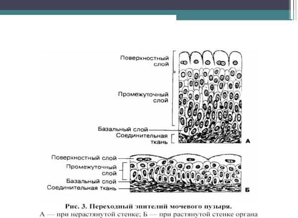 Переходный многослойный эпителий локализация