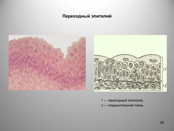 Многослойный переходный эпителий уротелий