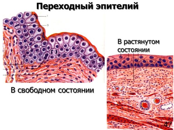 Многослойный переходный эпителий функции