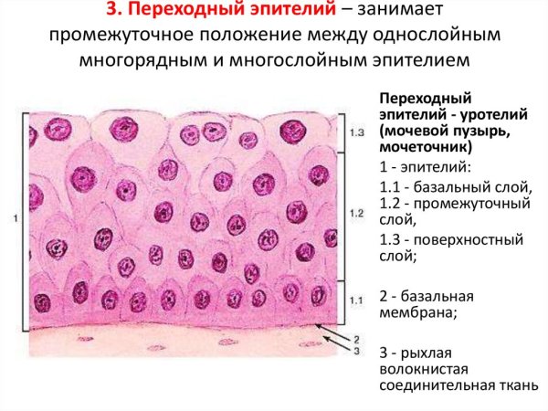 Переходный эпителий уротелий