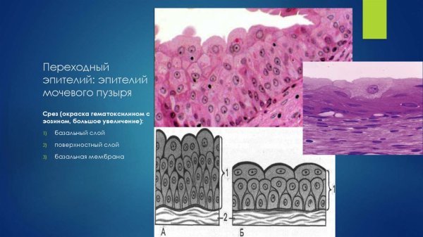 Однослойный переходный эпителий строение