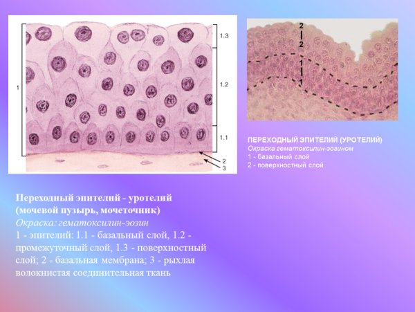 Многослойный переходный эпителий гистология