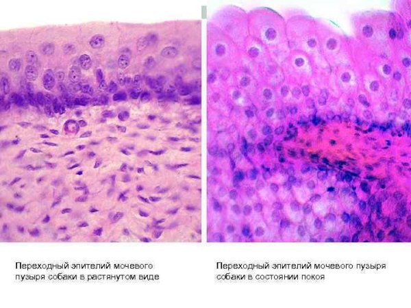 Однослойный переходный эпителий