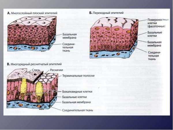 Строение переходного эпителия гистология
