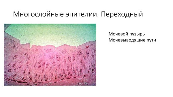 Эпителий мочевого пузыря гистология