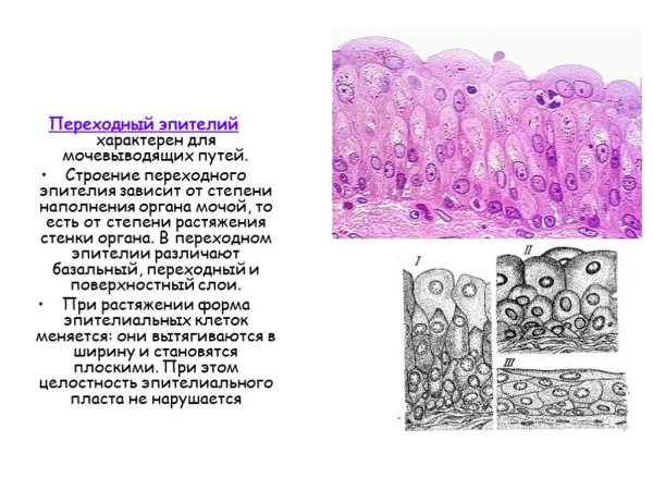 Многослойный переходный эпителий уротелий